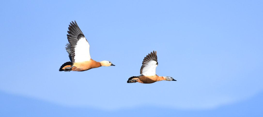 Nepal Nature Treks & Tours Pvt. Ltd.